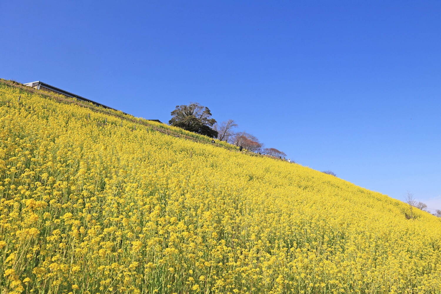 千葉・マザー牧場の“菜の花”が見頃に、黄色い絨毯が360度広がる春景色｜写真1