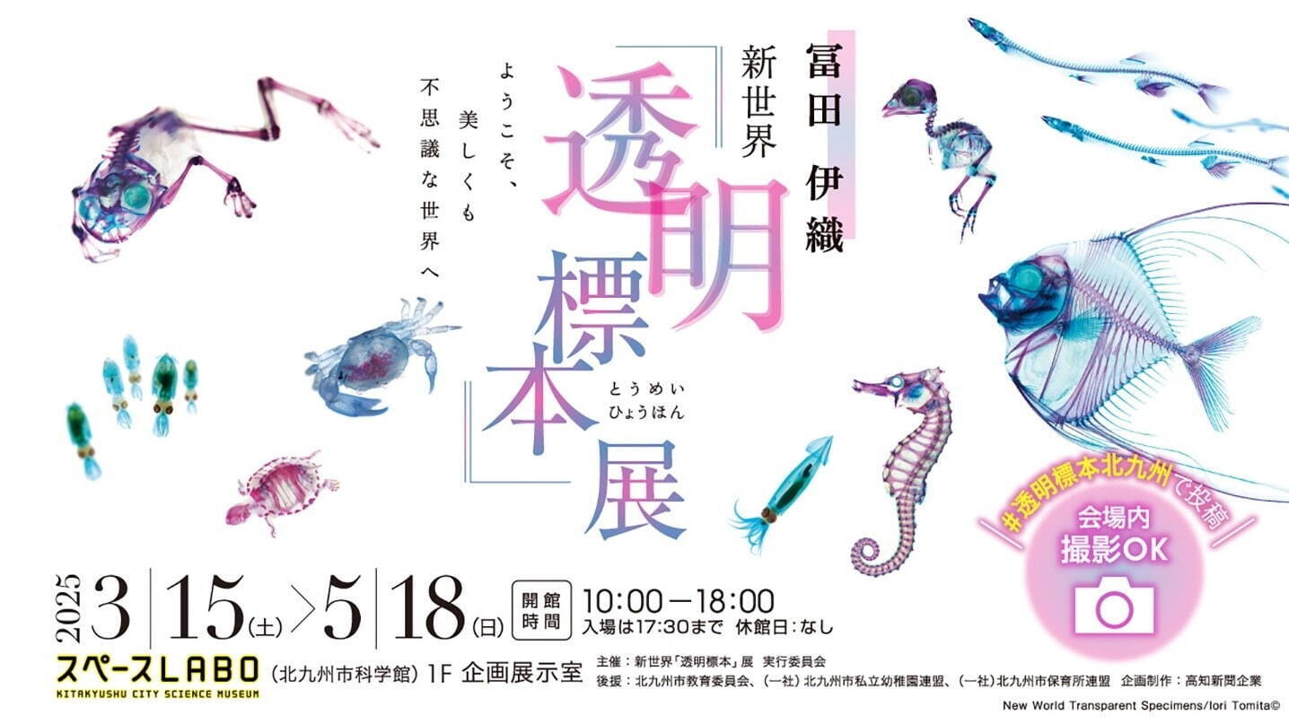 「透明標本」展、魚や爬虫類など“幻想的な生物標本”が福岡・北九州市科学館に｜写真21