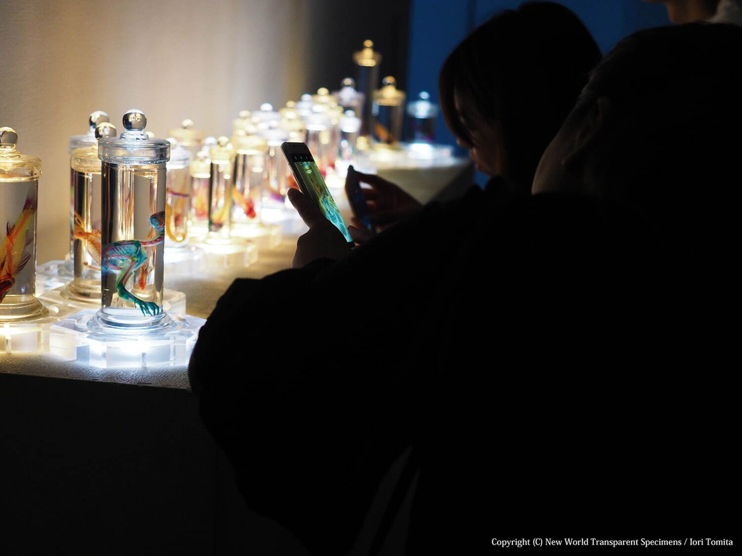 「透明標本」展、魚や爬虫類など“幻想的な生物標本”が福岡・北九州市科学館に｜写真17