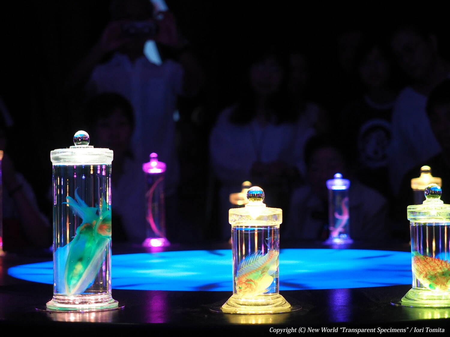 「透明標本」展、魚や爬虫類など“幻想的な生物標本”が福岡・北九州市科学館に｜写真10