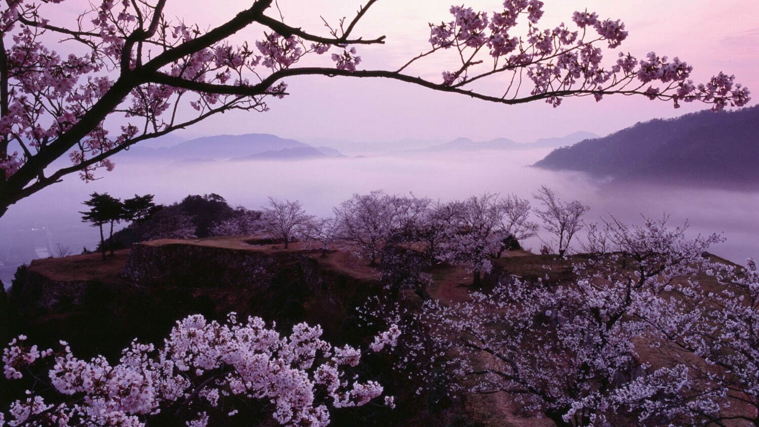 天空の城「竹田城跡」の桜が見頃に、雲海に包まれる花見スポット｜写真1