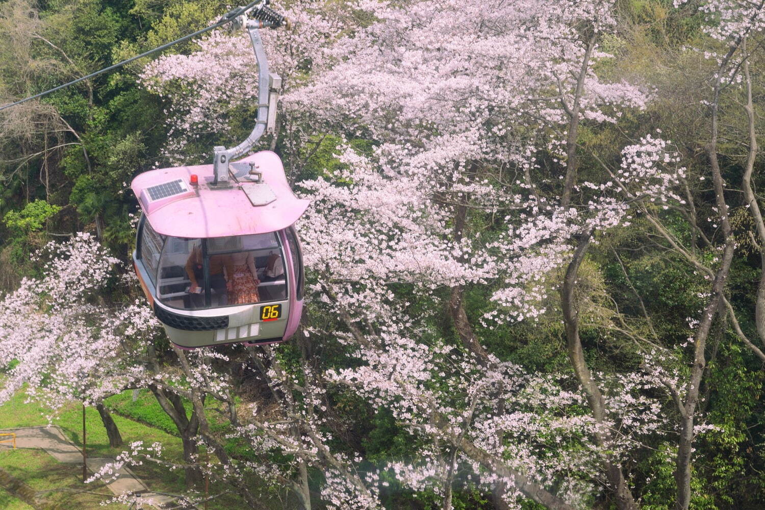 よみうりランド「夜桜ジュエルミネーション」“さくら色”ライトアップの新観覧車、ピンクに煌めく桜並木も｜写真5