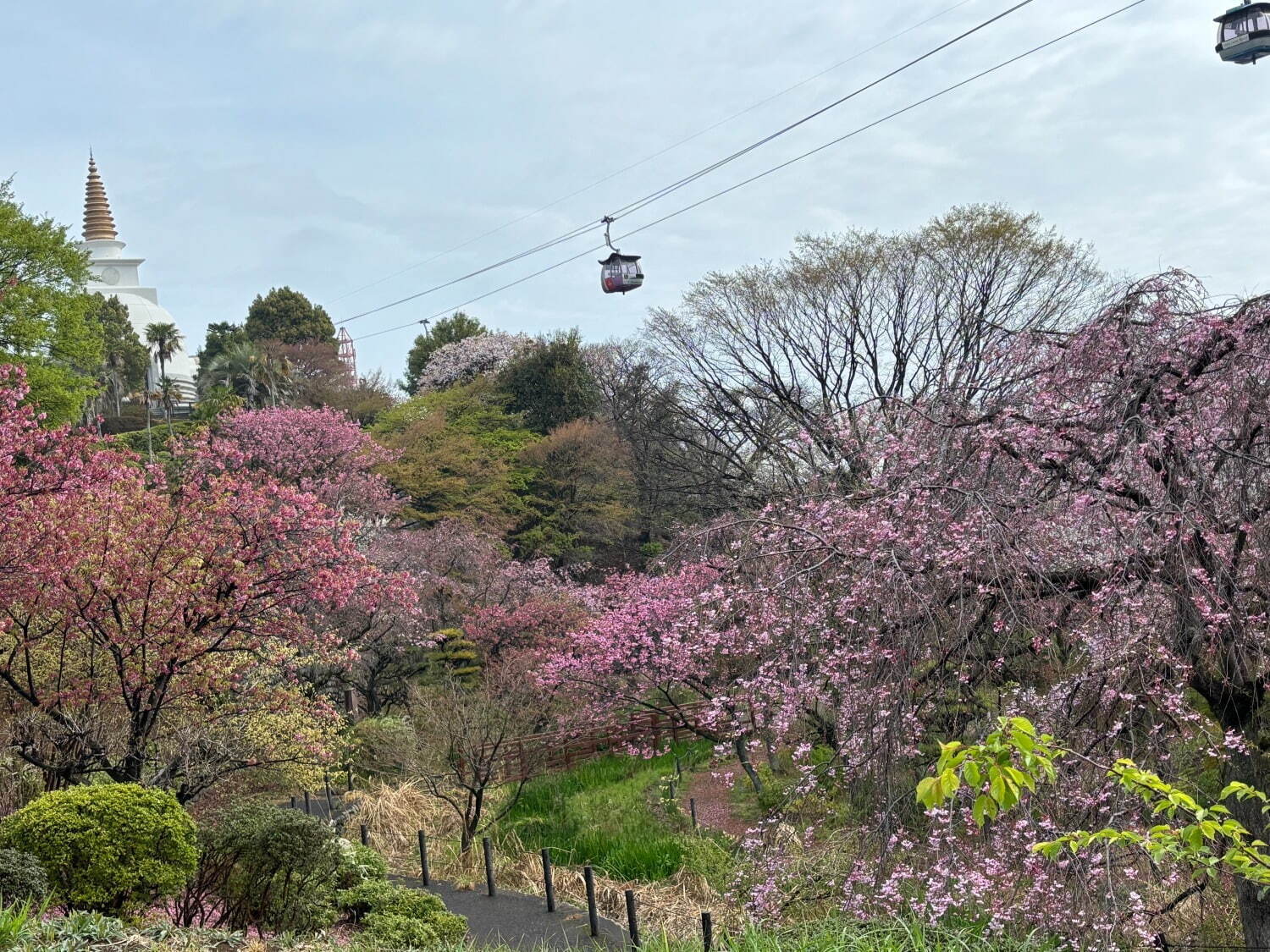 よみうりランド「夜桜ジュエルミネーション」“さくら色”ライトアップの新観覧車、ピンクに煌めく桜並木も｜写真7