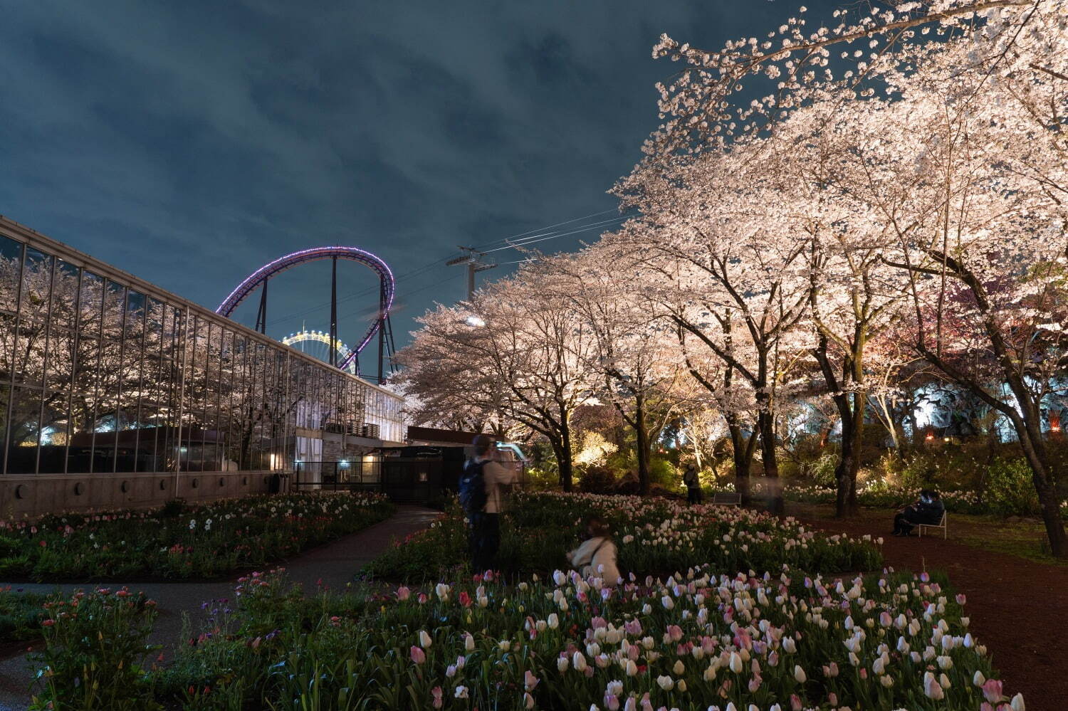 「夜桜びより」※2024年の様子
画像提供：よみうりランド