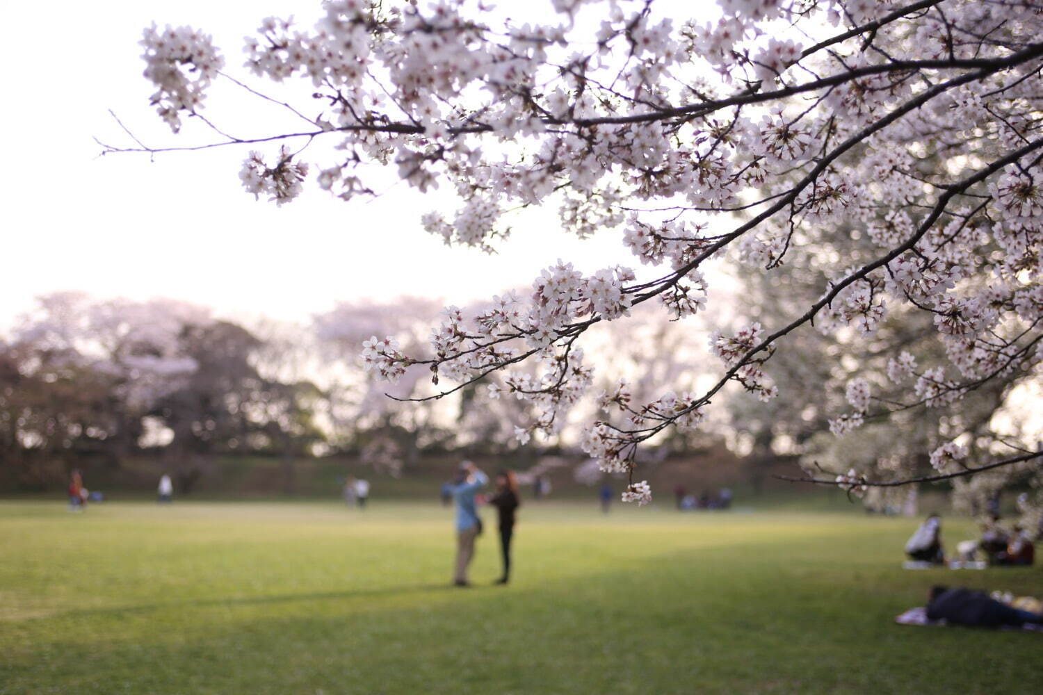 佐倉城址公園の桜景色、"日本100名城に咲く千本桜"千葉県佐倉市にて｜写真1