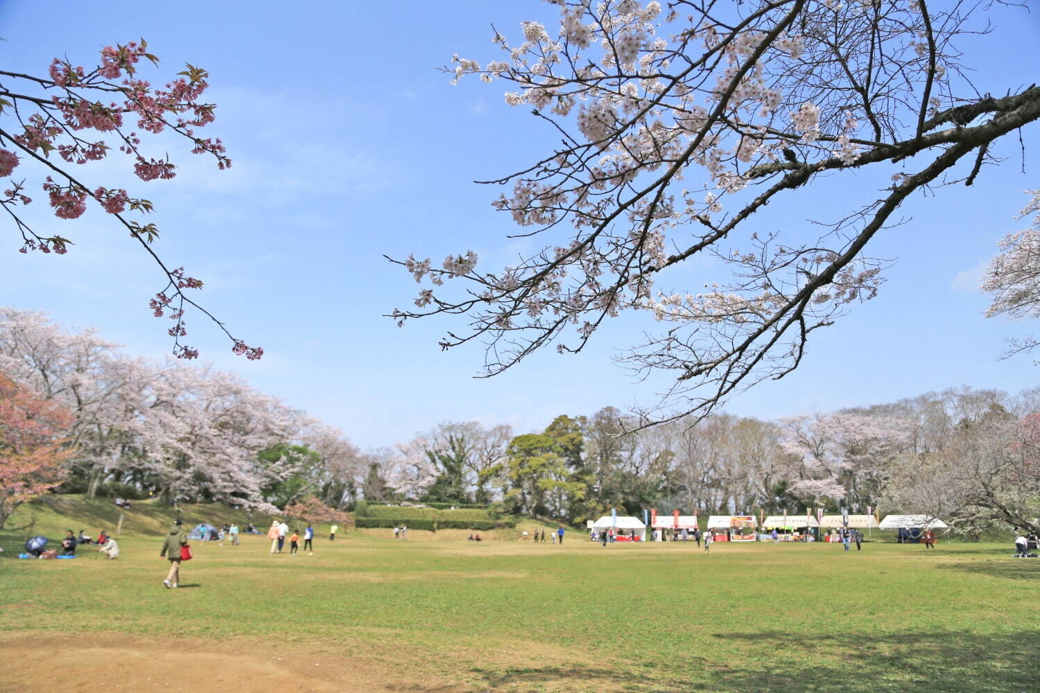 佐倉城址公園の桜景色、"日本100名城に咲く千本桜"千葉県佐倉市にて｜写真2