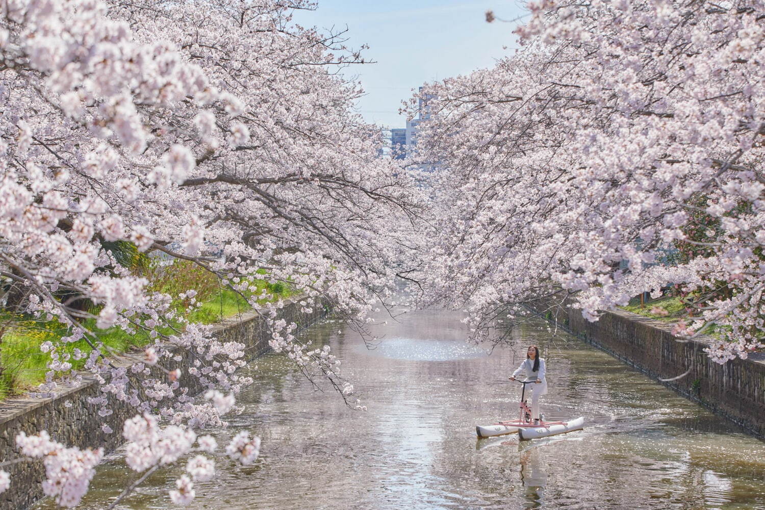 星野リゾート BEB5土浦の花見イベント、“水上自転車で楽しむ”約200本の桜並木｜写真2