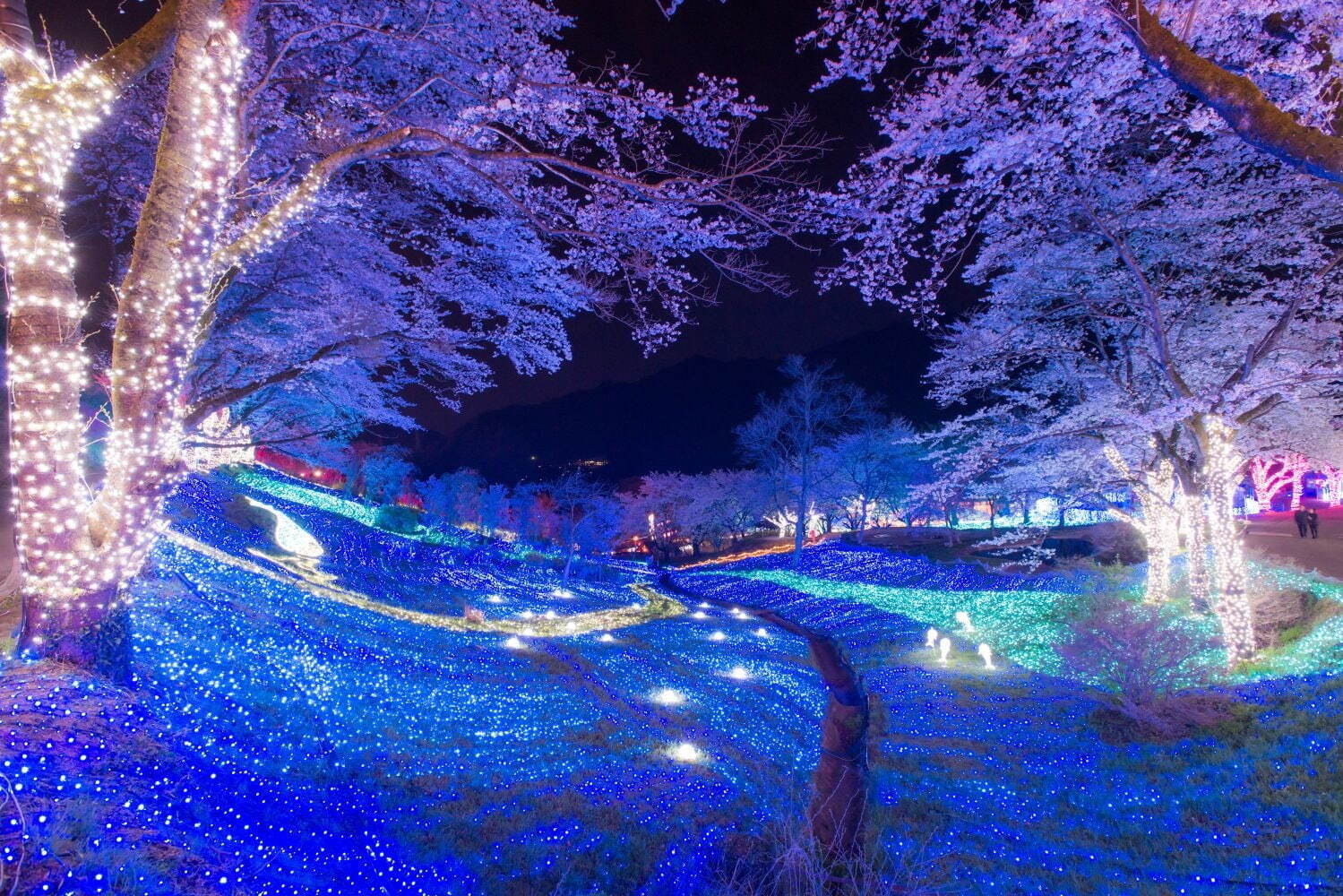 さがみ湖もりもり“関東最大級”2,500本の桜イベント、夜桜ライトアップのイルミネーションも｜写真17