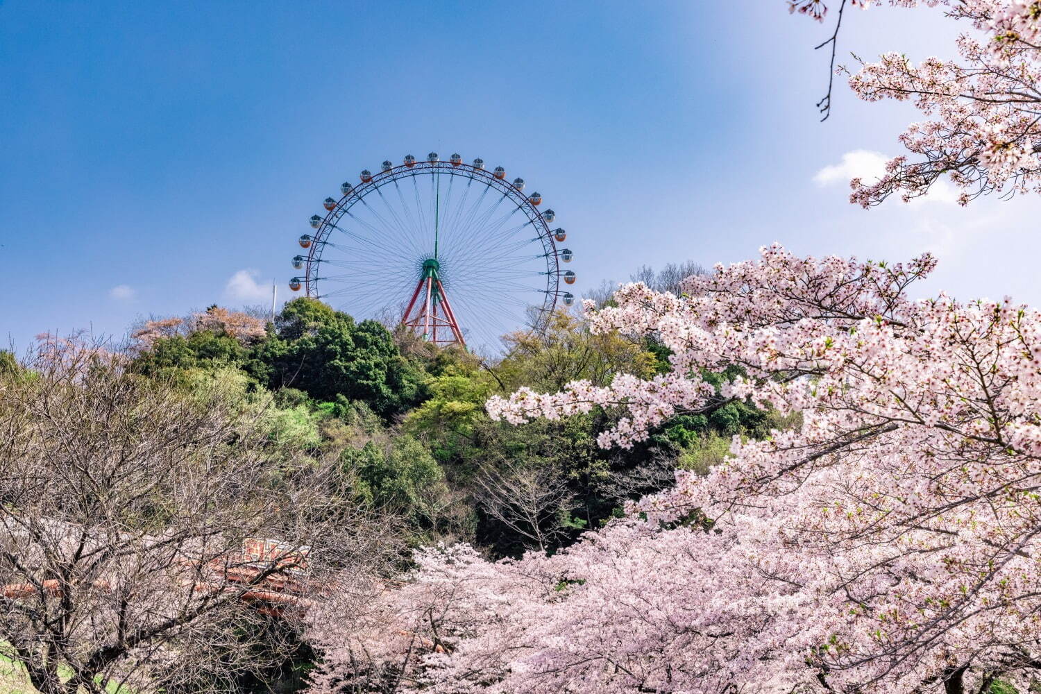 さがみ湖もりもり“関東最大級”2,500本の桜イベント、夜桜ライトアップのイルミネーションも｜写真26