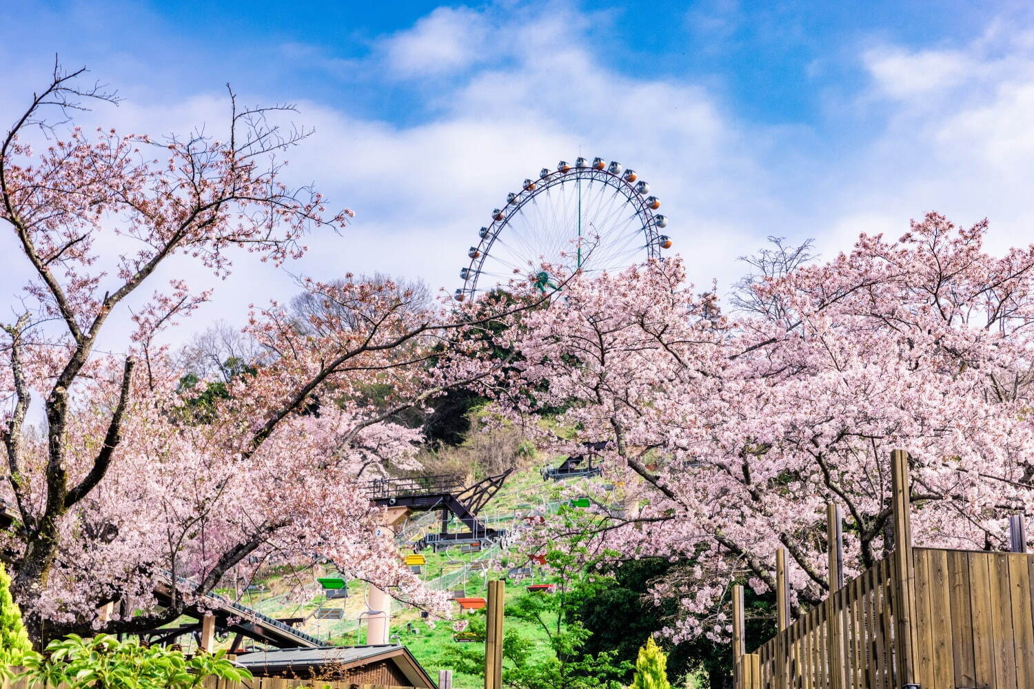 さがみ湖もりもり“関東最大級”2,500本の桜イベント、夜桜ライトアップのイルミネーションも｜写真25