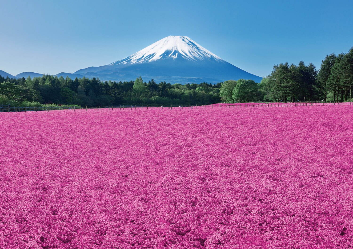 芝桜×富士山の絶景「富士芝桜まつり」山梨・富士河口湖で、“約50万株”の芝桜が彩るピンクの絨毯｜写真1