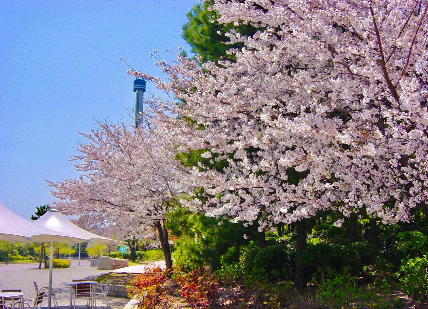 横浜・八景島シーパラダイスの春イベント「はなパラ」国内最多5万尾のイワシが魅せる“海中桜”など｜写真12