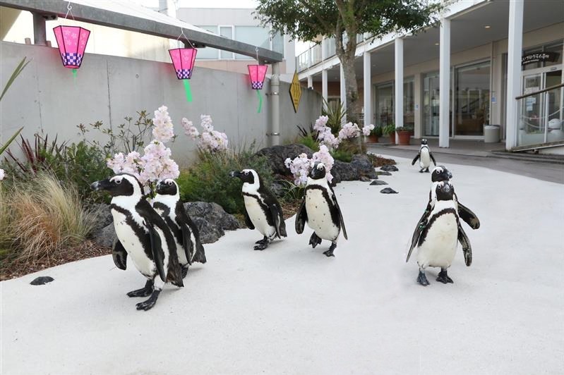 横浜・八景島シーパラダイスの春イベント「はなパラ」国内最多5万尾のイワシが魅せる“海中桜”など｜写真7