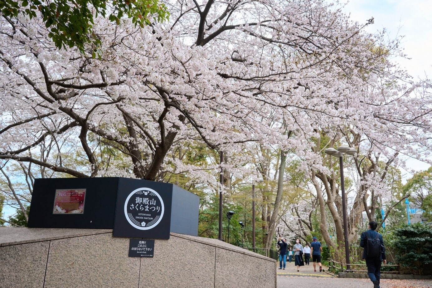 「御殿山さくらまつり2025」東京・品川で、夜桜ライトアップや日本酒の試飲イベントなど｜写真1