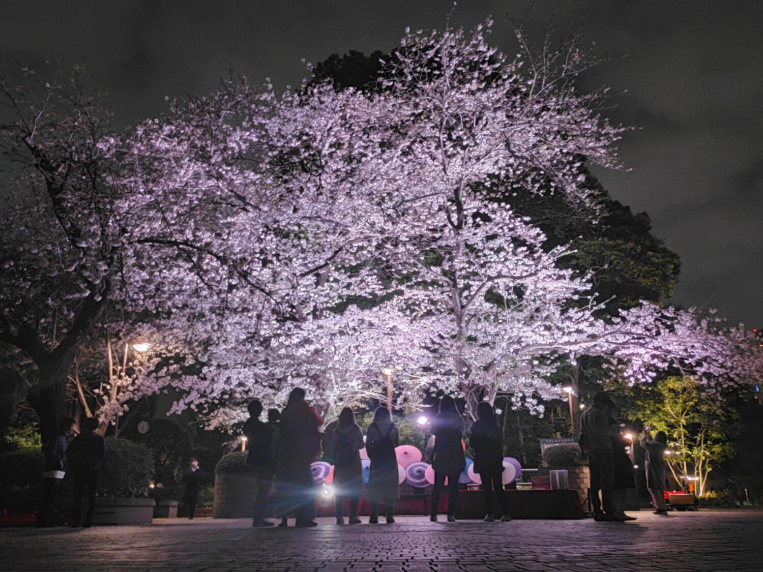 「御殿山さくらまつり2025」東京・品川で、夜桜ライトアップや日本酒の試飲イベントなど｜写真2