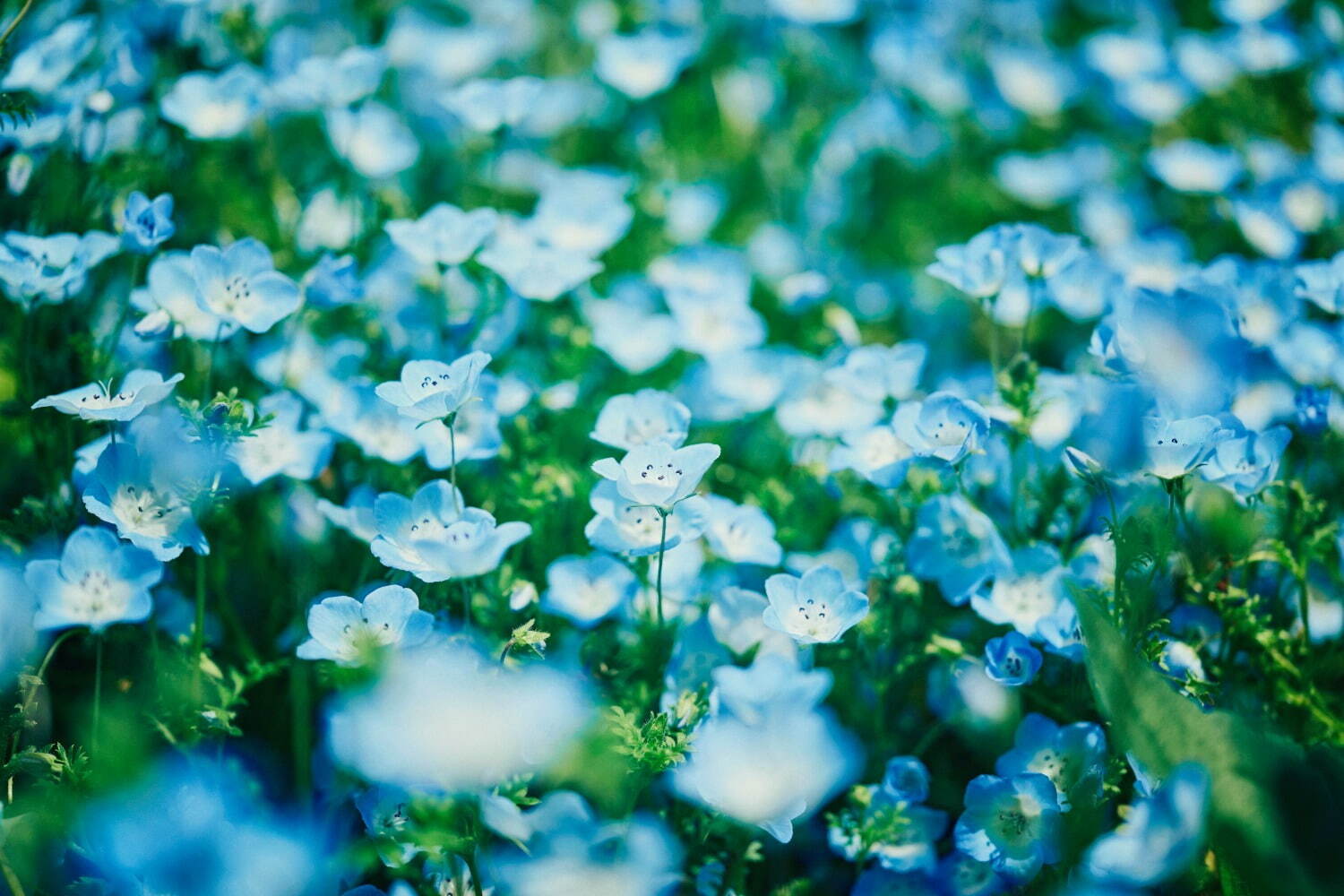 兵庫・神⼾布引ハーブ園の“花園で楽しむ”苺スイーツ、あまおうのパフェ風デザートなど｜写真15