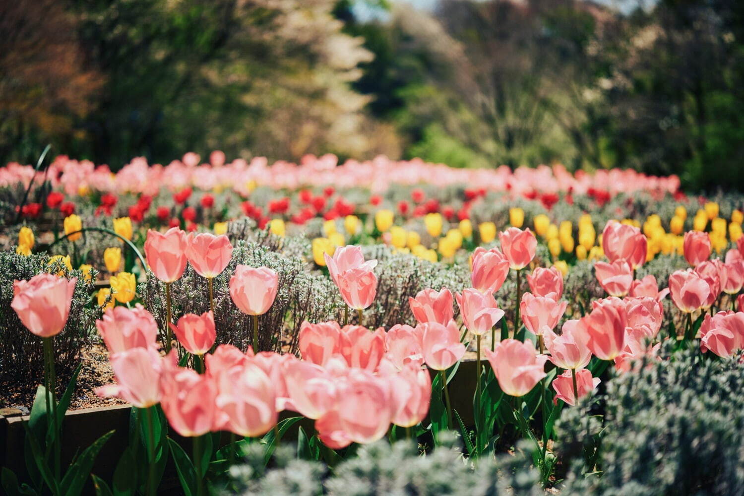 兵庫・神⼾布引ハーブ園の“花園で楽しむ”苺スイーツ、あまおうのパフェ風デザートなど｜写真14