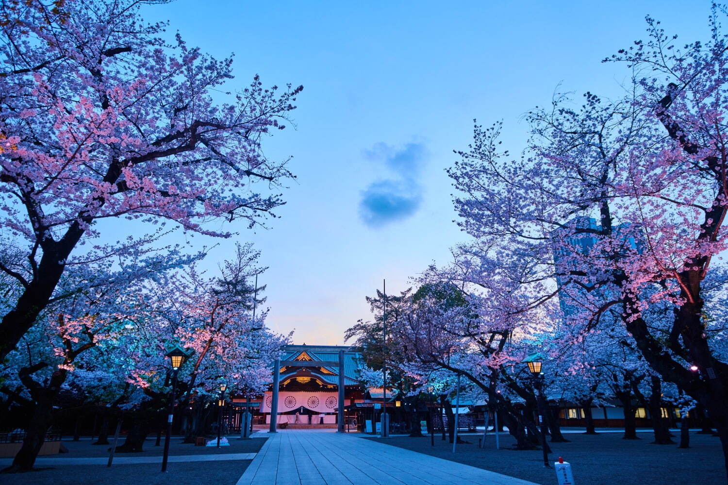 桜の名所「靖国神社」ソメイヨシノなど約500本が開花する花見スポット、「夜桜詣」ライトアップ｜写真1