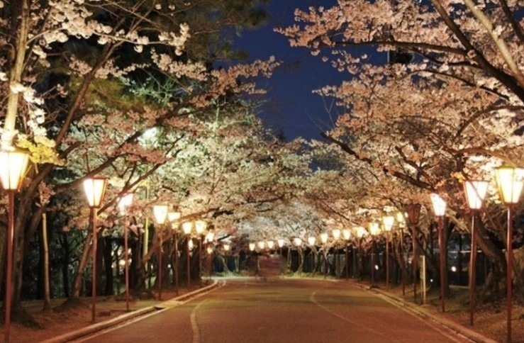 兵庫・日岡山公園で夜桜ライトアップ、約1,000本のソメイヨシノが咲き誇る幻想的な桜トンネル｜写真1