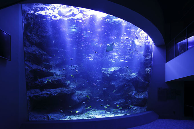 東京 すみだ水族館の煌めくクラゲ万華鏡トンネルが常設に 大水槽のプロジェクションマッピングも延長 ファッションプレス