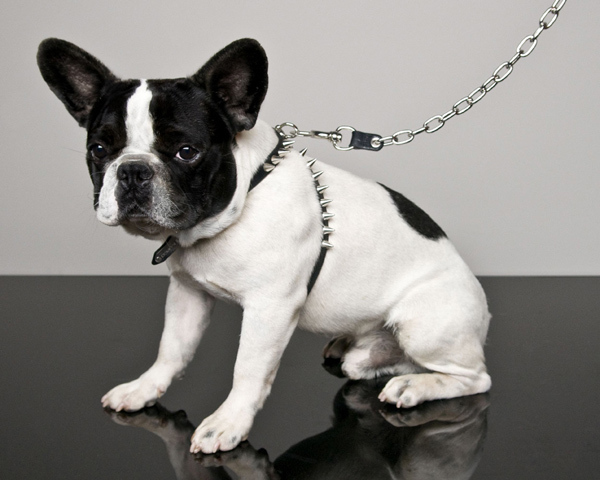 ディースクエアード、愛犬のためコレクション発売-yoox限定 