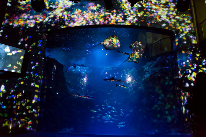 写真3 34 ナイトワンダーアクアリウム15 新江ノ島水族館で開催 チームラボが贈る大水槽の幻想的な世界 ファッションプレス