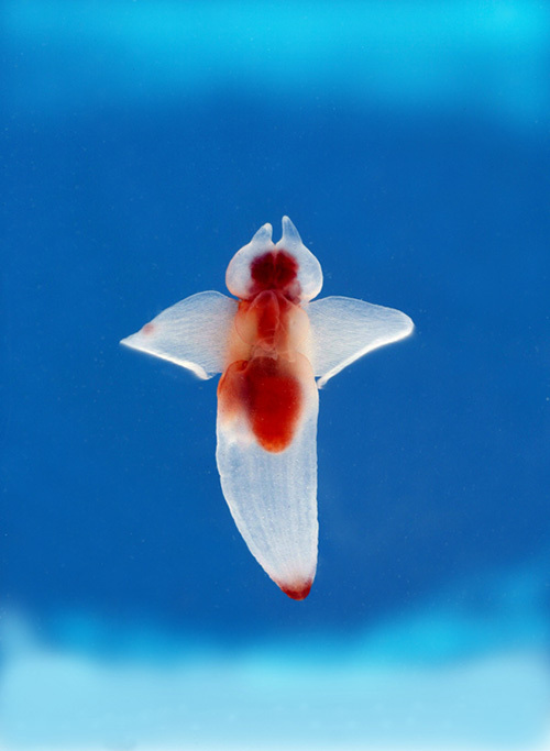 “クリオネ”がやってくる「超・深海展 2015」新宿で開催！映像や標本で深海の魅力を探る | 写真