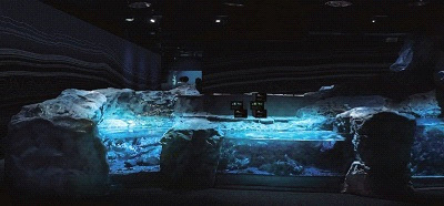 京都水族館に体感型展示「ジュラシックトンネル」音×光×生き物で、古代にタイムスリップ！｜写真3