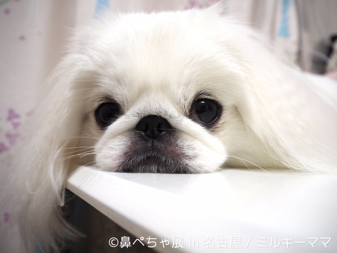 写真23 25 名古屋で 鼻ぺちゃ展 ブルドッグにパグ 鼻ぺちゃ犬 の写真 グッズが大集合 ファッションプレス