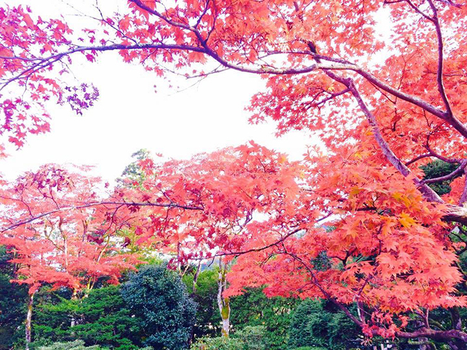 世界遺産・日光山輪王寺「逍遥園」の紅葉ライトアップ - 一足先にベストシーズン到来｜写真2