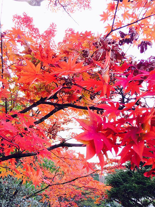 世界遺産・日光山輪王寺「逍遥園」の紅葉ライトアップ - 一足先にベストシーズン到来｜写真3