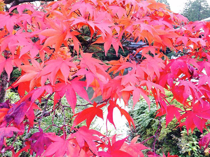 世界遺産・日光山輪王寺「逍遥園」の紅葉ライトアップ - 一足先にベストシーズン到来｜写真4