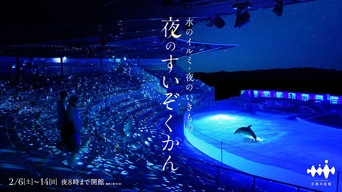 京都水族館 夜のすいぞくかん ペンギンやオットセイの寝顔を間近で イルカスタジアムもライトアップ ファッションプレス