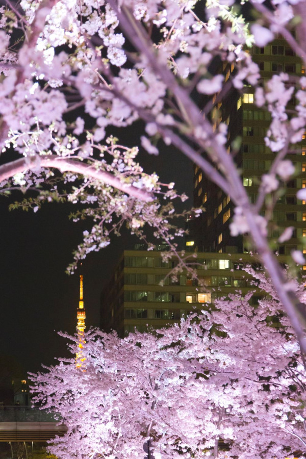 東京ミッドタウンの花見イベント ミッドタウン ブロッサム お酒やスイーツが楽しめる屋外ラウンジも ファッションプレス