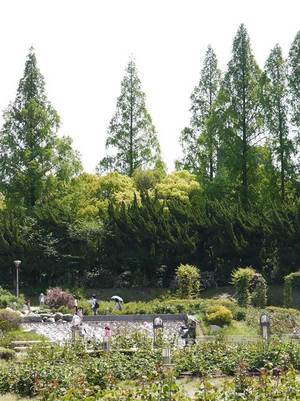 ネペンテスの限定ストア グリーンピープル が大阪に こだわりの植物や園芸グッズ 限定tシャツも ファッションプレス