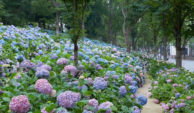 日本最多1 250品種が咲き誇る あじさい祭 長崎ハウステンボスで 夜はライトアップも ファッションプレス
