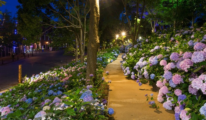 日本最多1 250品種が咲き誇る あじさい祭 長崎ハウステンボスで 夜はライトアップも ファッションプレス