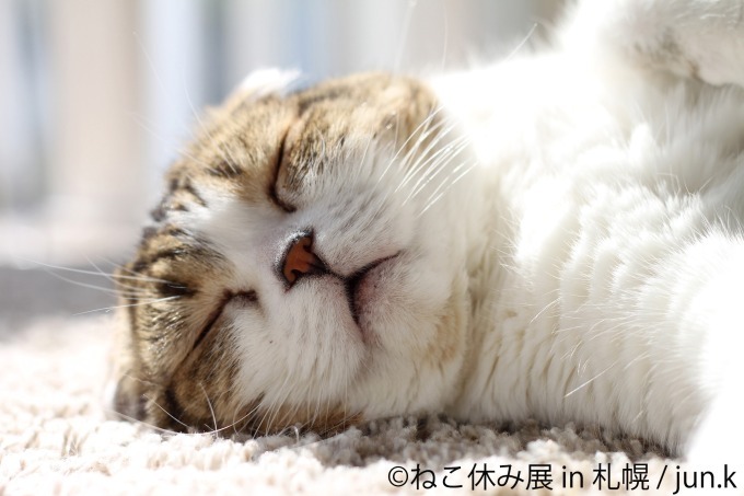 写真展＆物販展「ねこ休み展」札幌パルコで開催、スター猫“ふーちゃん”や“ホイップ”ら集結｜写真3