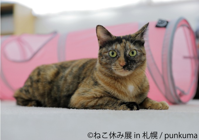 写真展＆物販展「ねこ休み展」札幌パルコで開催、スター猫“ふーちゃん”や“ホイップ”ら集結｜写真7