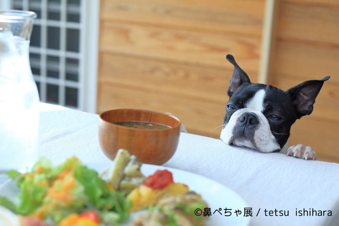 鼻ぺちゃ犬の写真展「鼻ぺちゃ展」千葉・柏で開催 - “ぶひかわ犬”の写真＆グッズが集結｜写真10