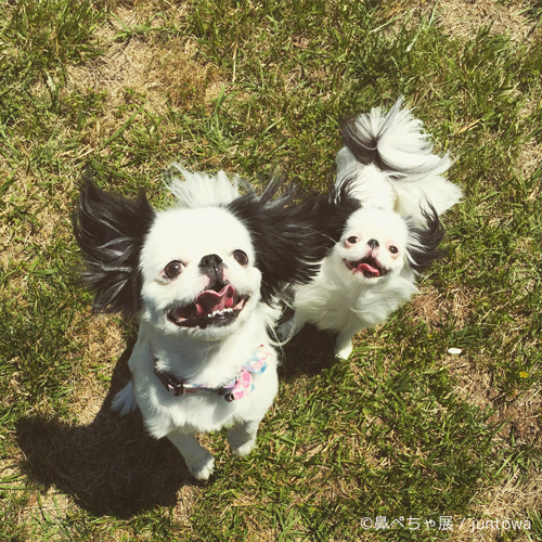 鼻ぺちゃ犬の写真展「鼻ぺちゃ展」千葉・柏で開催 - “ぶひかわ犬”の写真＆グッズが集結｜写真12