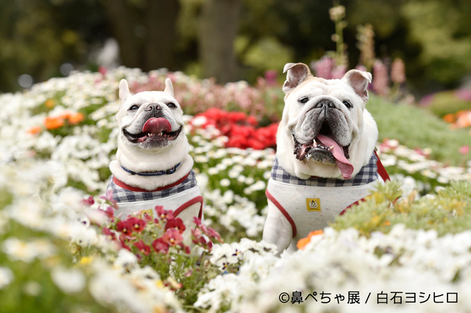 鼻ぺちゃ犬の写真展「鼻ぺちゃ展」千葉・柏で開催 - “ぶひかわ犬”の写真＆グッズが集結｜写真2