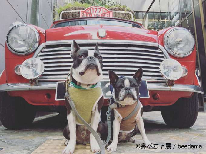 鼻ぺちゃ犬の写真展 鼻ぺちゃ展 千葉 柏で開催 ぶひかわ犬 の写真 グッズが集結 ファッションプレス