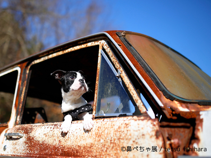 鼻ぺちゃ犬の写真展「鼻ぺちゃ展」千葉・柏で開催 - “ぶひかわ犬”の写真＆グッズが集結｜写真9