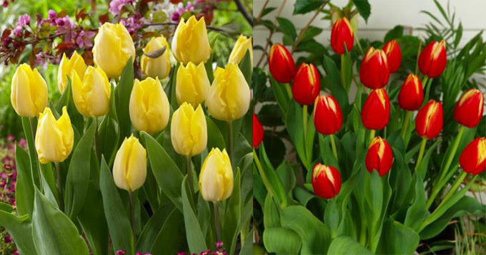 花と緑のテーマパーク「うめきたガーデン」、2万本が咲き誇る"チューリップ祭”開催｜写真6