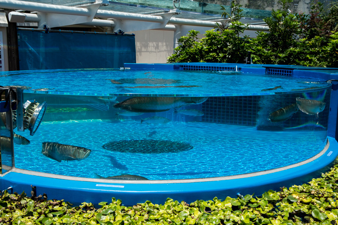 サンシャイン水族館 屋外エリアが一新「天空のペンギン」など世界初展示 - “都会の上空”を飛び交う姿｜写真20