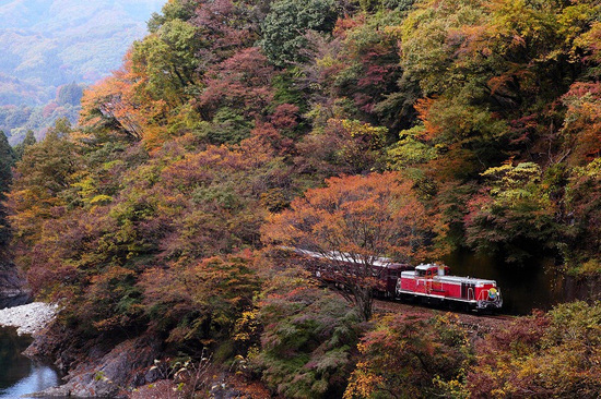 日光の紅葉ピーク - 赤と黄色のグラデーション、夜にはライトアップも｜写真7