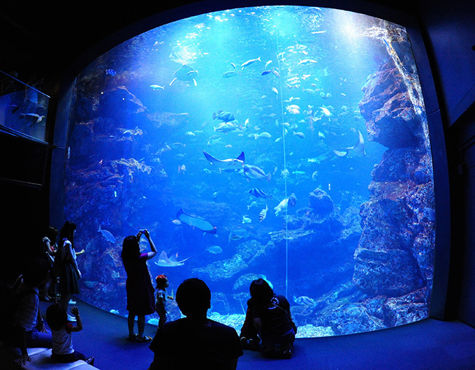 京都水族館で「愛のペンギンクリスマス」今季初ペンギンの赤ちゃんが登場、映像と光のイルミネ―ションも｜写真7