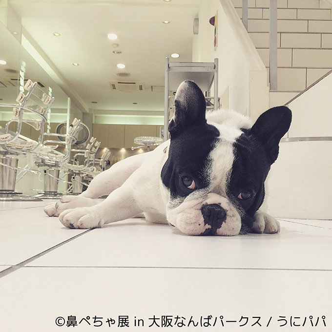 “ぶひかわ犬”の写真展「鼻ぺちゃ展」&柴犬「巻きしっぽ展」大阪・なんばで同時開催｜写真5