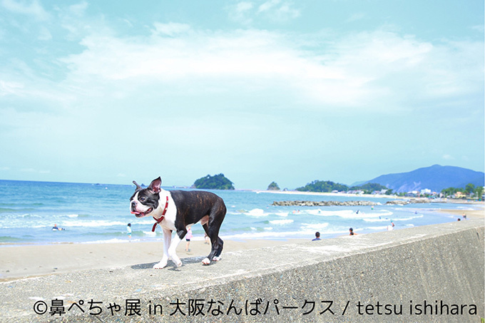 “ぶひかわ犬”の写真展「鼻ぺちゃ展」&柴犬「巻きしっぽ展」大阪・なんばで同時開催｜写真6